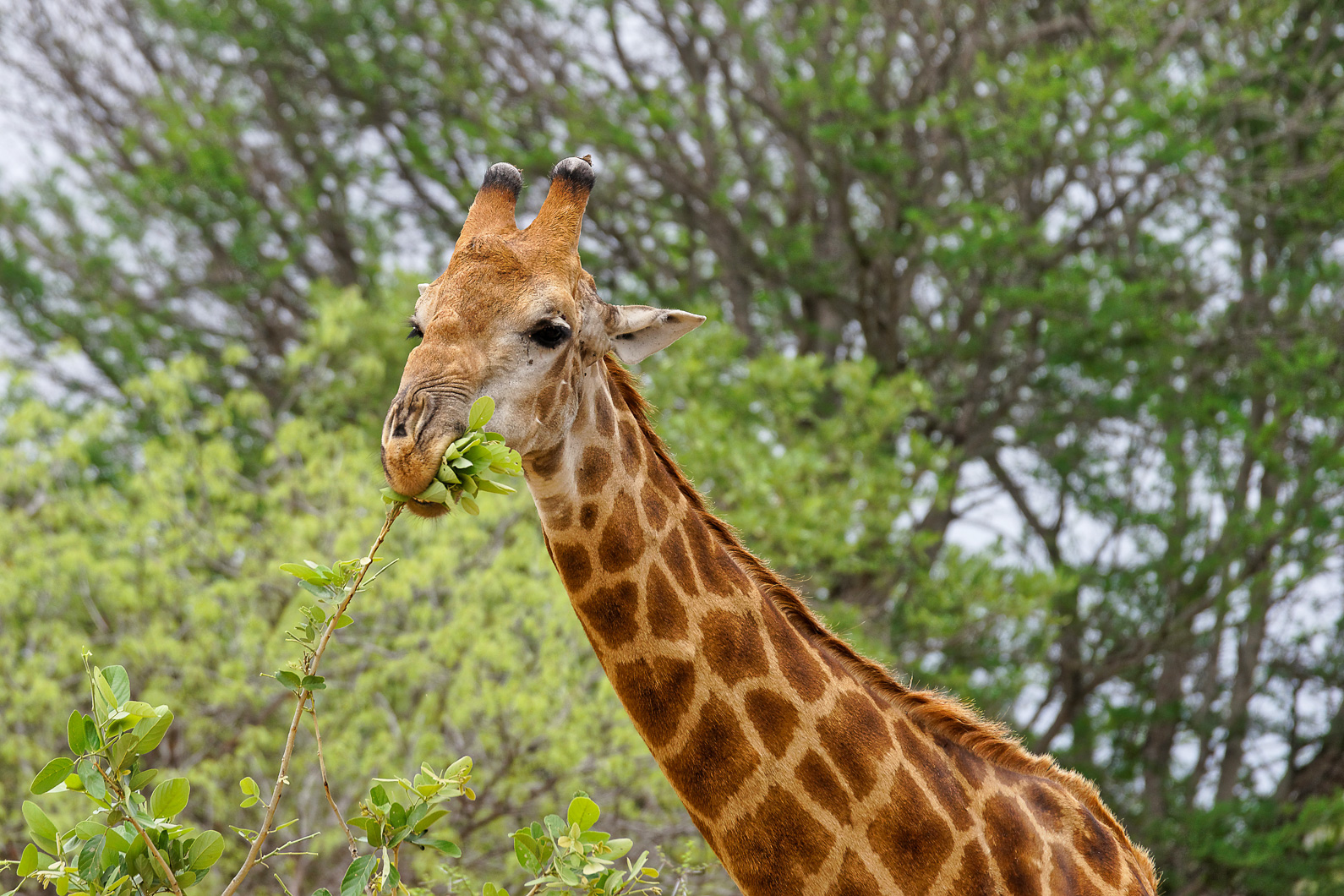 20161113 125743 Giraffe